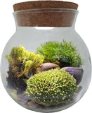 Silver Circle Products Inc.: Moss Bowl